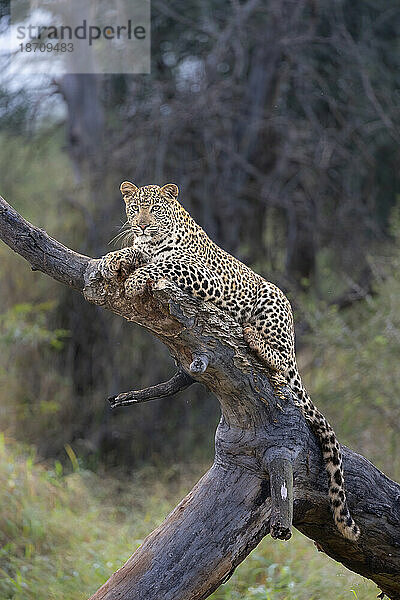 Leopard (Panthera pardus) junges Männchen  privates Wildreservat Zimanga  KwaZulu-Natal  Südafrika  Afrika