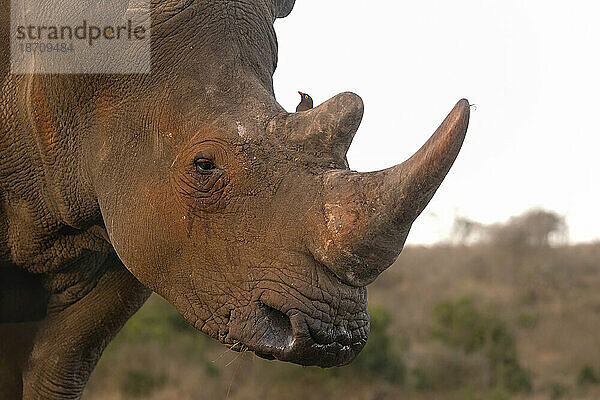 Breitmaulnashorn (Ceratotherium simum)  Wildreservat Zimanga  KwaZulu-Natal  Südafrika