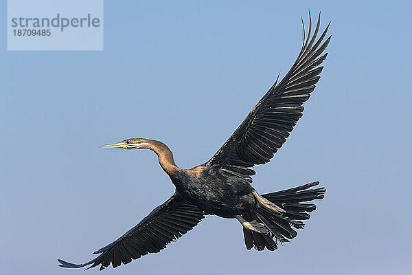 Afrikanischer Schlangenhalsvogel (Anhinga rufa)  Chobe-Nationalpark  Botswana  Afrika