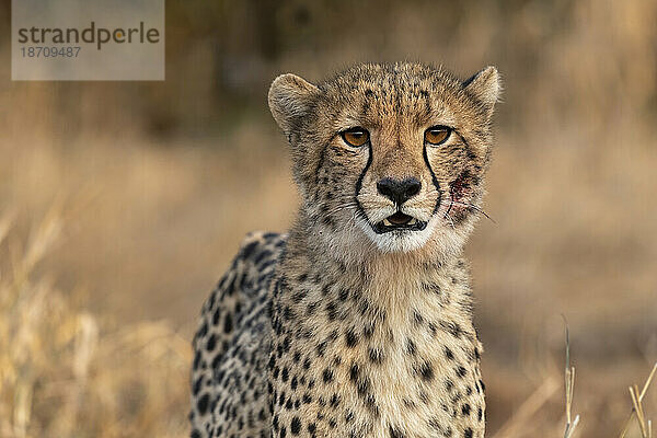 Gepardenjunges (Acinonyx jubatus). Privates Wildreservat Zimanga  KwaZulu-Natal  Südafrika  Afrika