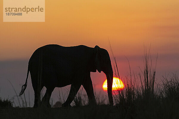 Afrikanischer Elefant (Loxodonta africana) bei Sonnenuntergang  Chobe Nationalpark  Botswana  Afrika