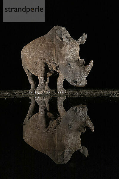 Breitmaulnashorn (Ceratotherium simum) bei Nacht  Zimanga Game Reserve  KwaZulu-Natal  Südafrika  Afrika