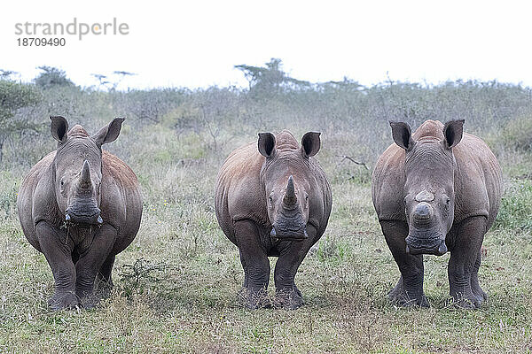 Breitmaulnashörner (Ceratotherium simum) gehörnt und enthornt  Zimanga Game Reserve  KwaZulu-Natal  Südafrika  Afrika