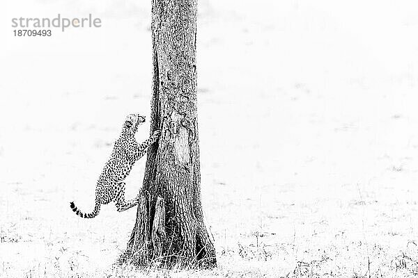 Gepardenjunges (Acinonyx jubatus) beim Spielen  Masai Mara  Kenia  Ostafrika  Afrika