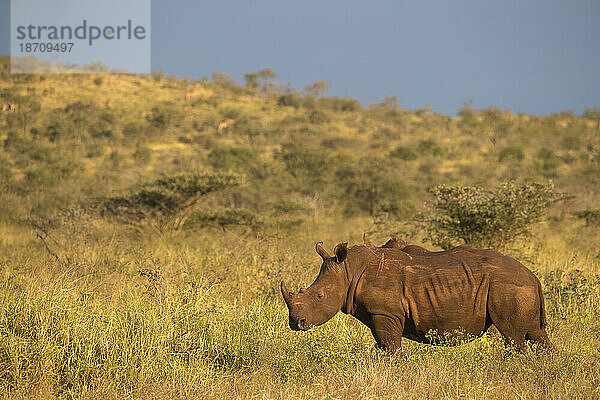 Breitmaulnashorn (Ceratotherium simum)  Zimanga Game Reserve  KwaZulu-Natal  Südafrika  Afrika