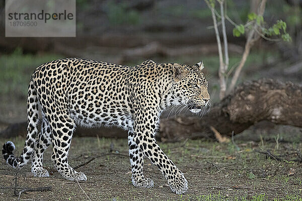 Leopard (Panthera pardus)  Mashatu Game Reserve  Botswana  Afrika