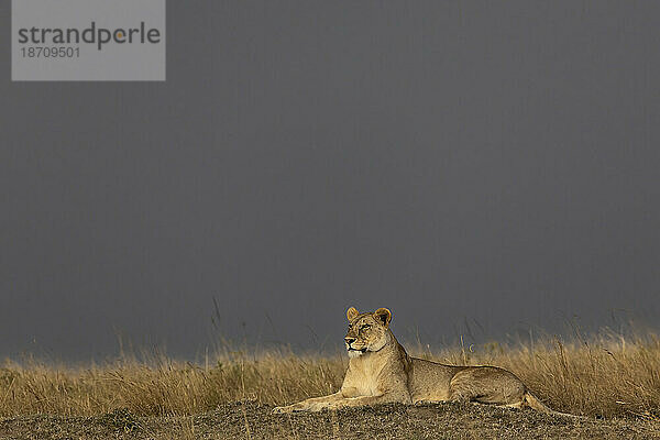 Löwin (Panthera leo)  Masai Mara  Kenia  Ostafrika  Afrika