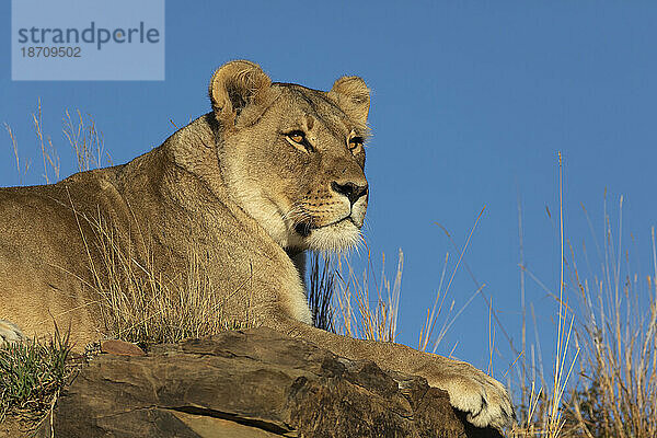 Löwe (Panthera leo)  Mountain Zebra National Park  Südafrika  Afrika