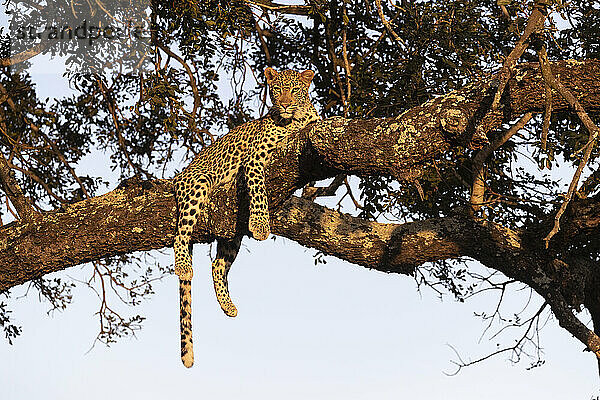 Leopard (Panthera pardus)  privates Wildreservat Zimanga  KwaZulu-Natal  Südafrika