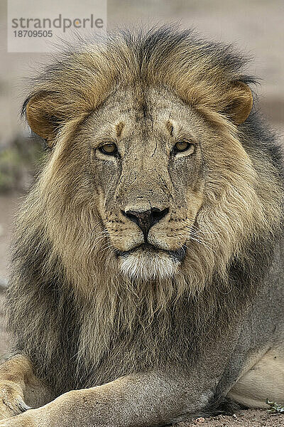 Löwe (Panthera leo)  Mashatu Game Reserve  Botswana  Afrika