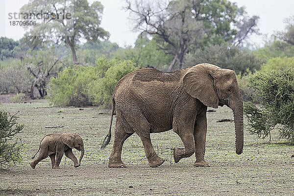 Afrikanischer Elefant (Loxodonta africana) mit Kalb  Mashatu Game Reserve  Botswana  Afrika