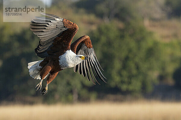 Afrikanischer Fischadler (Haliaeetus vocifer)  Chobe-Nationalpark  Botswana  Afrika