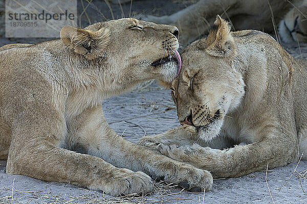 Löwen (Panthera leo) pflegen sich  Chobe-Nationalpark  Botswana  Afrika