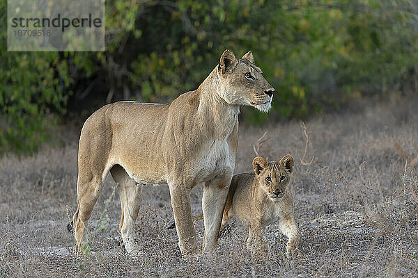 Löwin (Panthera leo) und Jungtier  Chobe-Nationalpark  Botswana  Afrika