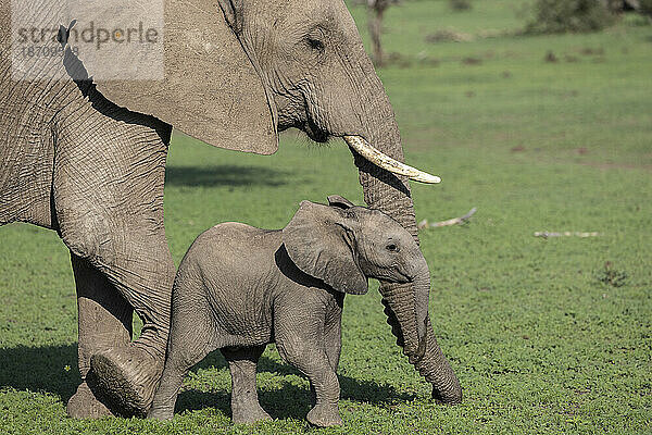 Afrikanischer Elefant (Loxodonta africana) mit Kalb  Mashatu Game Reserve  Botswana  Afrika