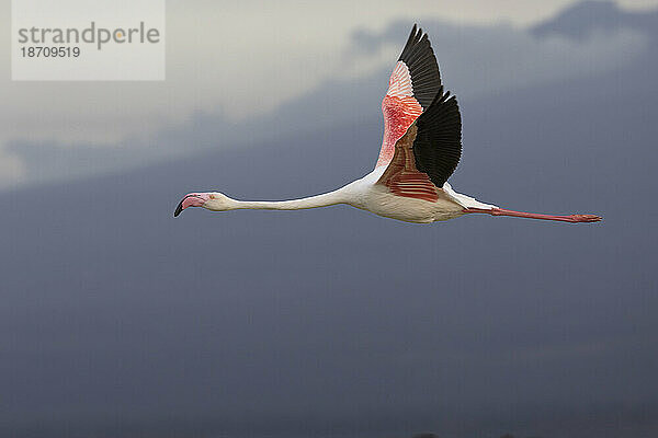 Rosaflamingo (Phoeniconaias roseus) im Flug  Amboseli-Nationalpark  Kenia  Ostafrika  Afrika