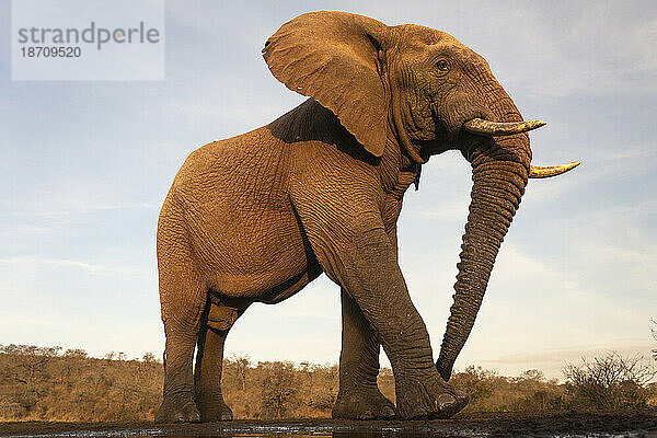 Afrikanischer Elefantenbulle (Loxodonta africana)  privates Wildreservat Zimanga  KwaZulu-Natal  Südafrika  Afrika