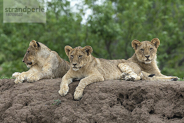 Löwenbabys (Panthera leo)  Mashatu Game Reserve  Botswana  Afrika