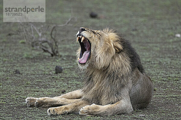 Löwe (Panthera leo) gähnt  Mashatu Game Reserve  Botswana  Afrika