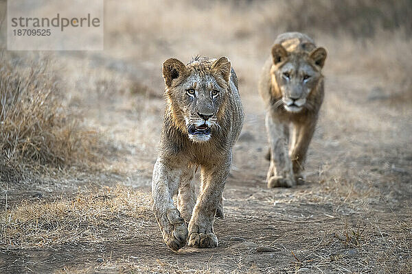 Löwen (Panthera leo)  privates Wildreservat Zimanga  KwaZulu-Natal  Südafrika  Afrika