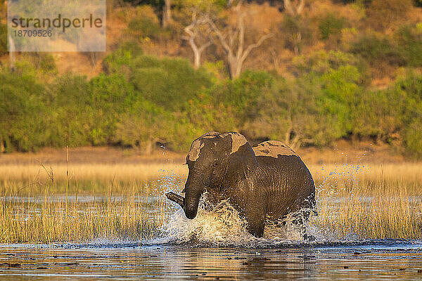 Afrikanischer Elefant (Loxodonta africana)  Chobe Nationalpark  Botswana  Afrika