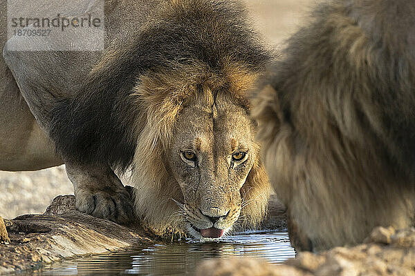 Löwe (Panthera leo) trinkt  Kgalagadi Transfrontier Park  Nordkap  Südafrika  Afrika