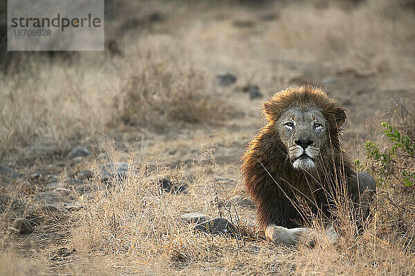 Löwe (Panthera leo)  privates Wildreservat Zimanga  KwaZulu-Natal  Südafrika  Afrika