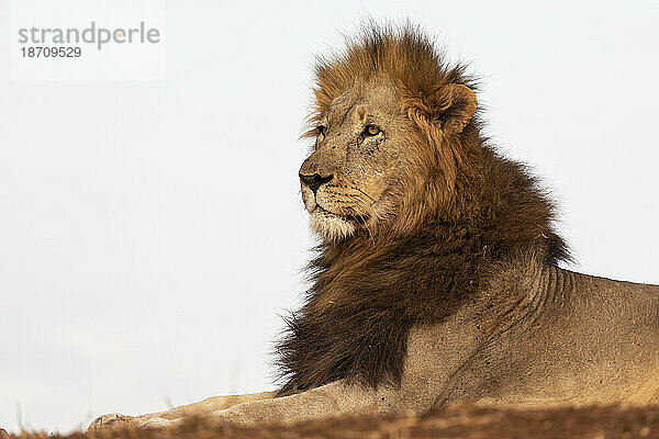 Löwe (Panthera leo)  privates Wildreservat Zimanga  KwaZulu-Natal  Südafrika  Afrika