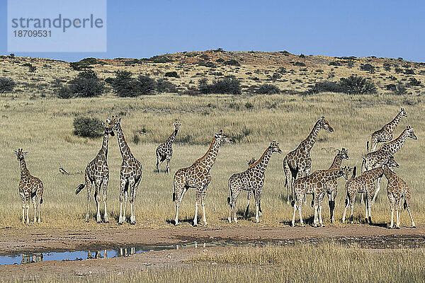 Giraffen (Giraffa Camelopardalis)  Kgalagadi Transfrontier Park  Nordkap  Südafrika  Afrika
