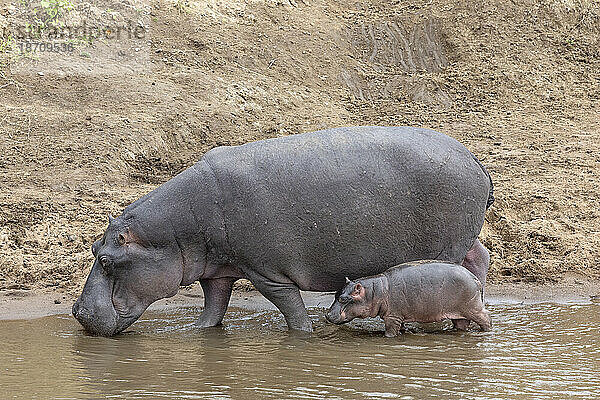 Nilpferd (Hippopotamus amphibius) mit Kalb  Mara River  Masai Mara  Kenia  Ostafrika  Afrika