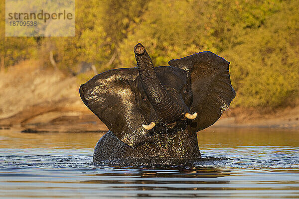 Afrikanischer Elefant (Loxodonta africana)  Chobe Nationalpark  Botswana  Afrika