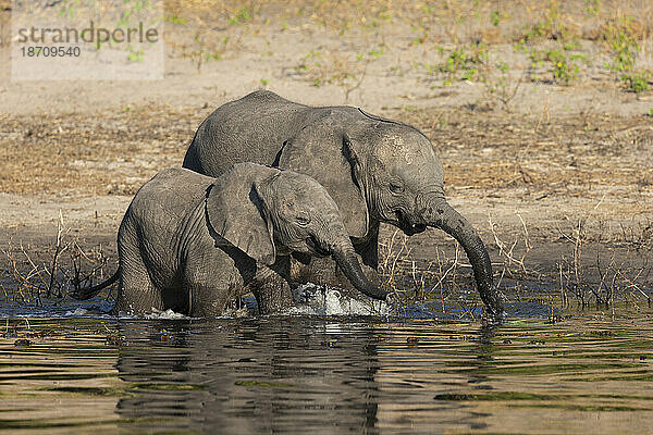 Afrikanische Elefanten (Loxodonta africana)  Chobe Nationalpark  Botswana  Afrika