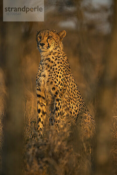 Gepard (Acinonyx jubatus). Privates Wildreservat Zimanga  KwaZulu-Natal  Südafrika  Afrika