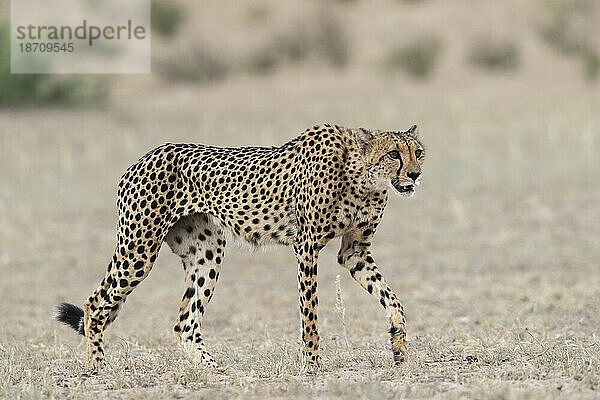 Gepard (Acinonyx jubatus)  Kgalagadi Transfrontier Park  Nordkap  Südafrika  Afrika