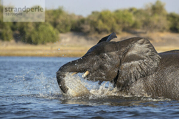 Afrikanischer Elefant (Loxodonta africana)  Chobe Nationalpark  Botswana  Afrika