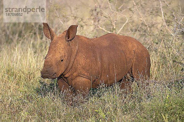 Kalb des Breitmaulnashorns (Ceratotherium simum)  Zimanga Game Reserve  KwaZulu-Natal  Südafrika  Afrika