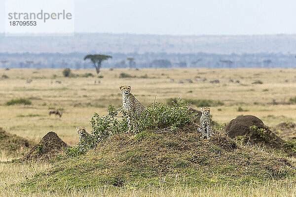 Gepard mit Jungen (Acinonyx jubatus). Masai Mara  Kenia  Ostafrika  Afrika