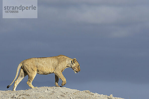 Löwin (Panthera leo)  Amboseli-Nationalpark  Kenia  Ostafrika