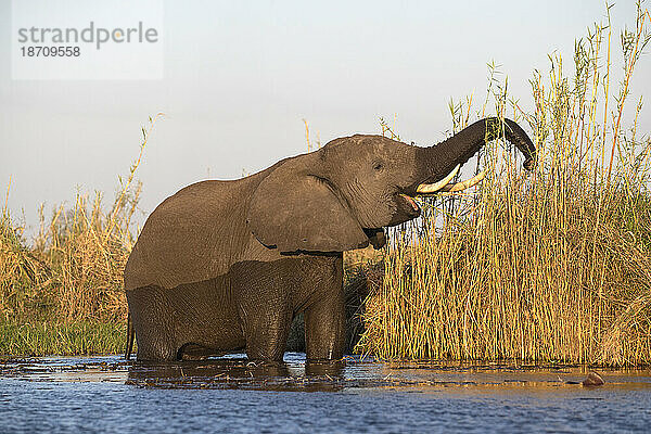 Afrikanischer Elefant (Loxodonta africana) beim Füttern  Chobe-Nationalpark  Botswana  Afrika