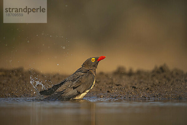 Rotschnabel-Madenhacker (Buphagus erythrorynchus) beim Baden  Zimanga Game Reserve  KwaZulu-Natal  Südafrika  Afrika