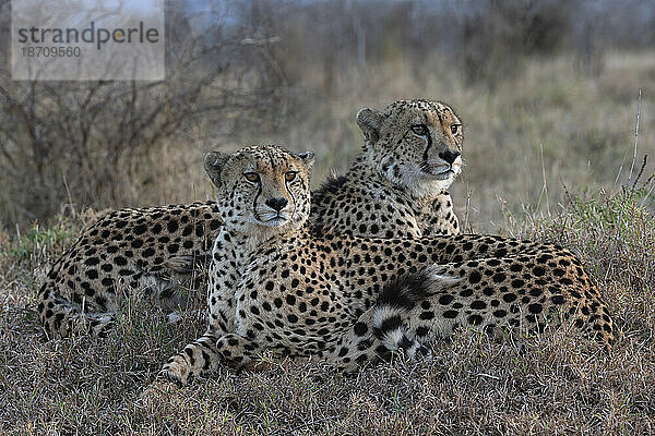 Gepardenbrüder (Acinonyx jubatus). Privates Wildreservat Zimanga  KwaZulu-Natal  Südafrika  Afrika