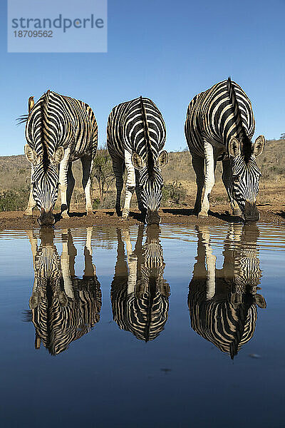 Steppenzebra (Equus quagga burchellii) am Wasser  Zimanga Game Reserve  KwaZulu-Natal  Südafrika  Afrika