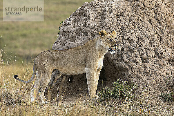 Löwin (Panthera leo)  Masai Mara  Kenia  Ostafrika  Afrika