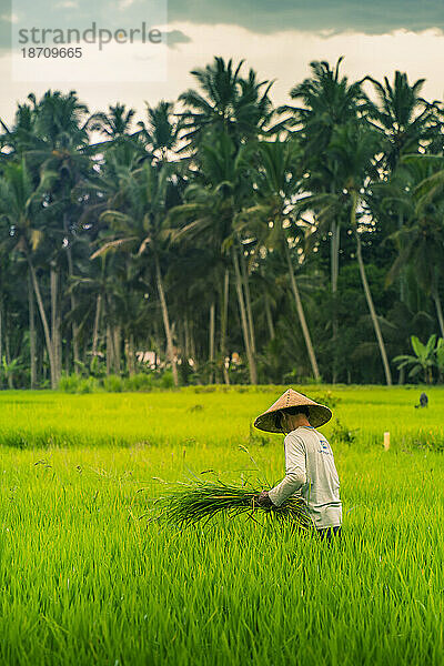 Ansicht eines Balinesen mit einem typischen konischen Hut bei der Arbeit in den Reisfeldern  Sidemen  Kabupaten Karangasem  Bali  Indonesien  Südostasien  Asien