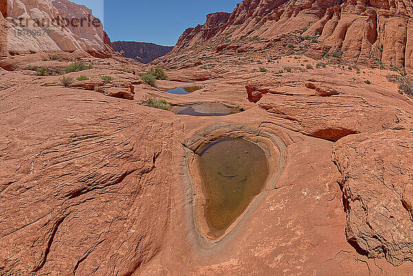 Wasserlöcher im Ferry Swale Canyon in der Nähe von Page  Arizona  Vereinigte Staaten von Amerika  Nordamerika