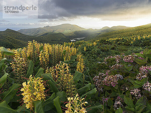 Landschaft der Insel Flores mit vielen Hortensien- und Ingwerlilienblüten  Azoreninseln  Portugal  Atlantik  Europa