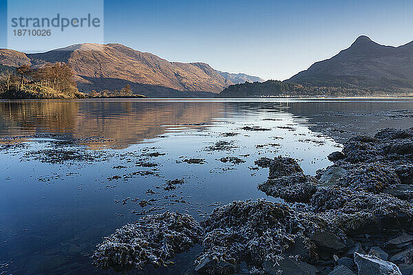 Gefrostete Algen am Ufer des Loch Leven  Lochaber  Schottland  Vereinigtes Königreich  Europa