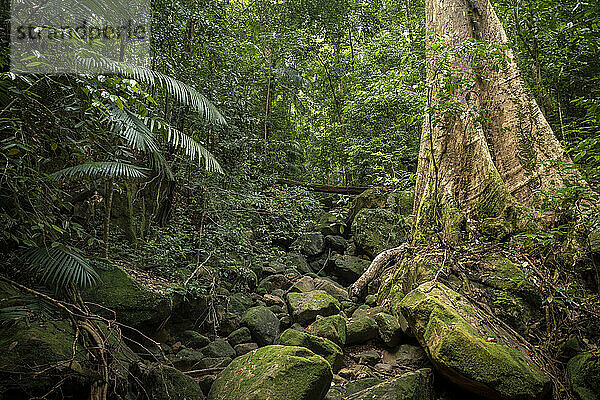 Regenwald  Santubong  Sarawak  Borneo  Malaysia  Südostasien  Asien