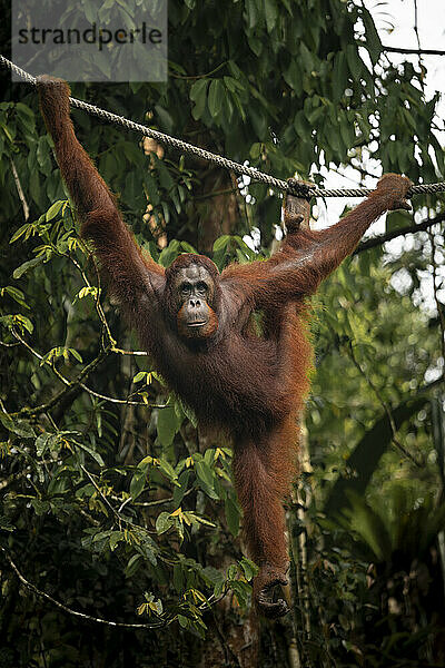 Orang-Utan im Semenggoh Wildlife Rehabilitation Center  Sarawak  Borneo  Malaysia  Südostasien  Asien