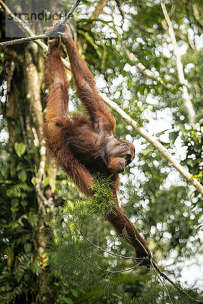 Orang-Utan im Semenggoh Wildlife Rehabilitation Center  Sarawak  Borneo  Malaysia  Südostasien  Asien